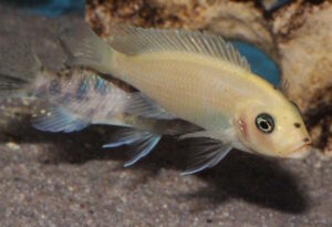 Metriaclima zebra 'Manda'